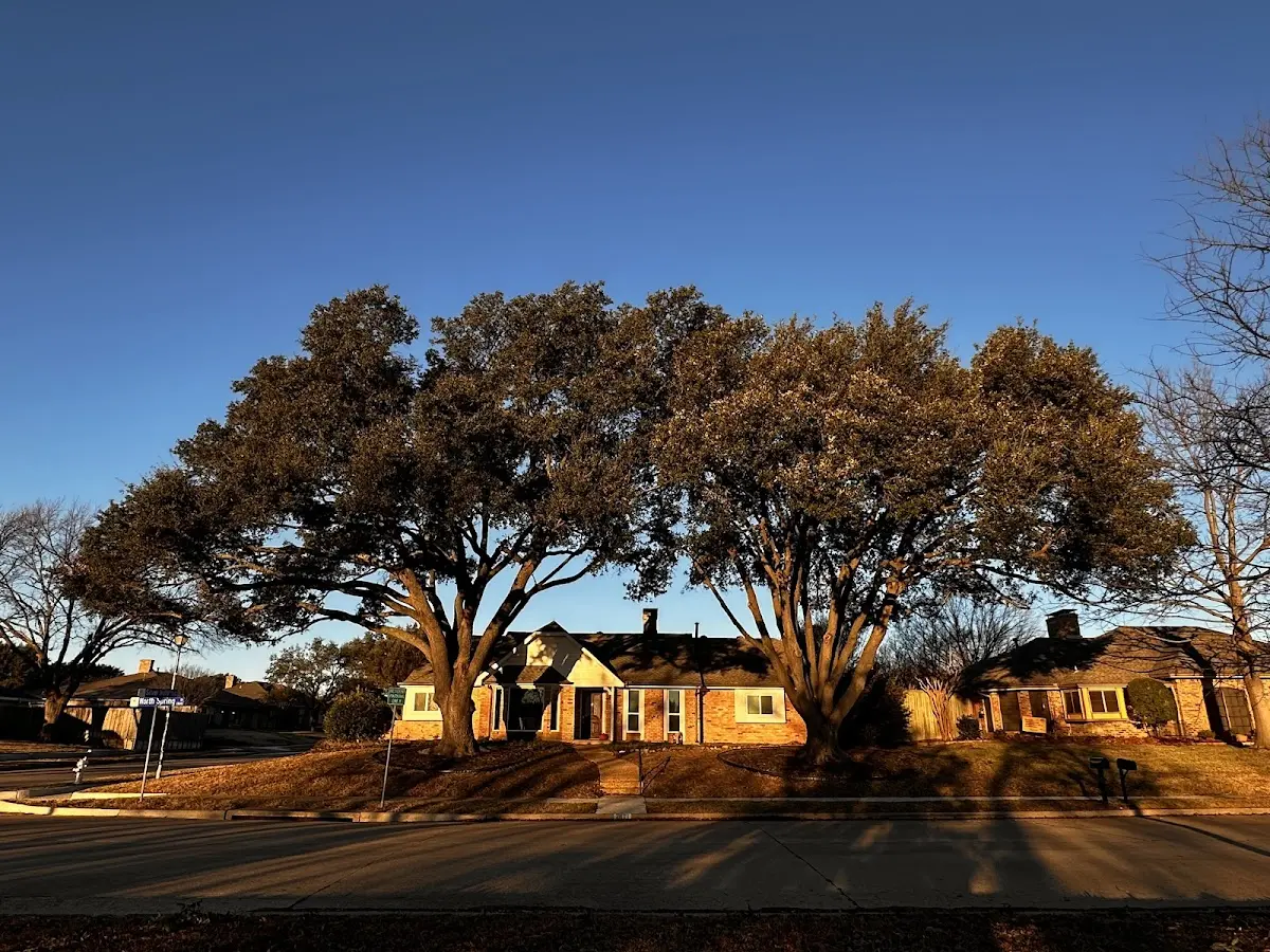 Established residential canopy tree shading a home in Eufaula
